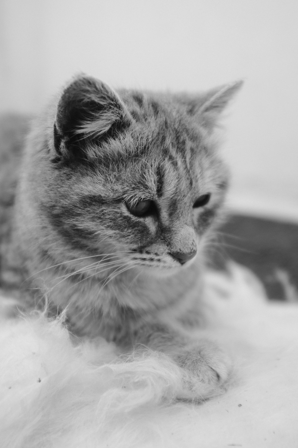 a black and white photo of a cat