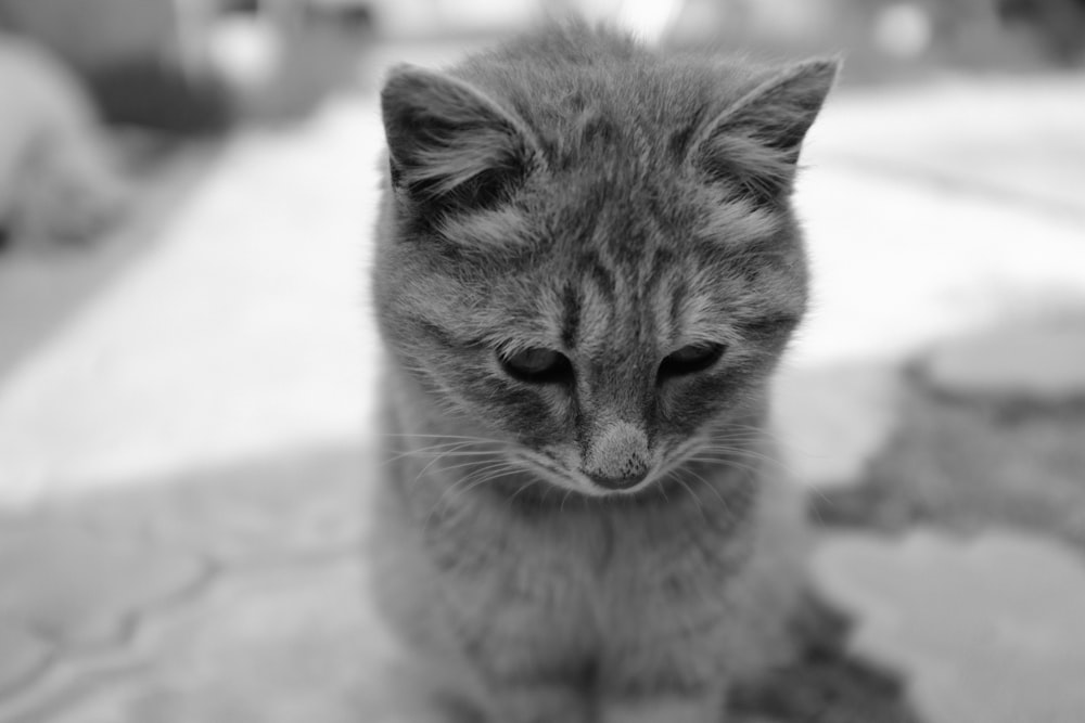 Una foto en blanco y negro de un gato pequeño