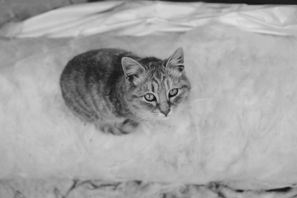 uma foto em preto e branco de um gato pequeno