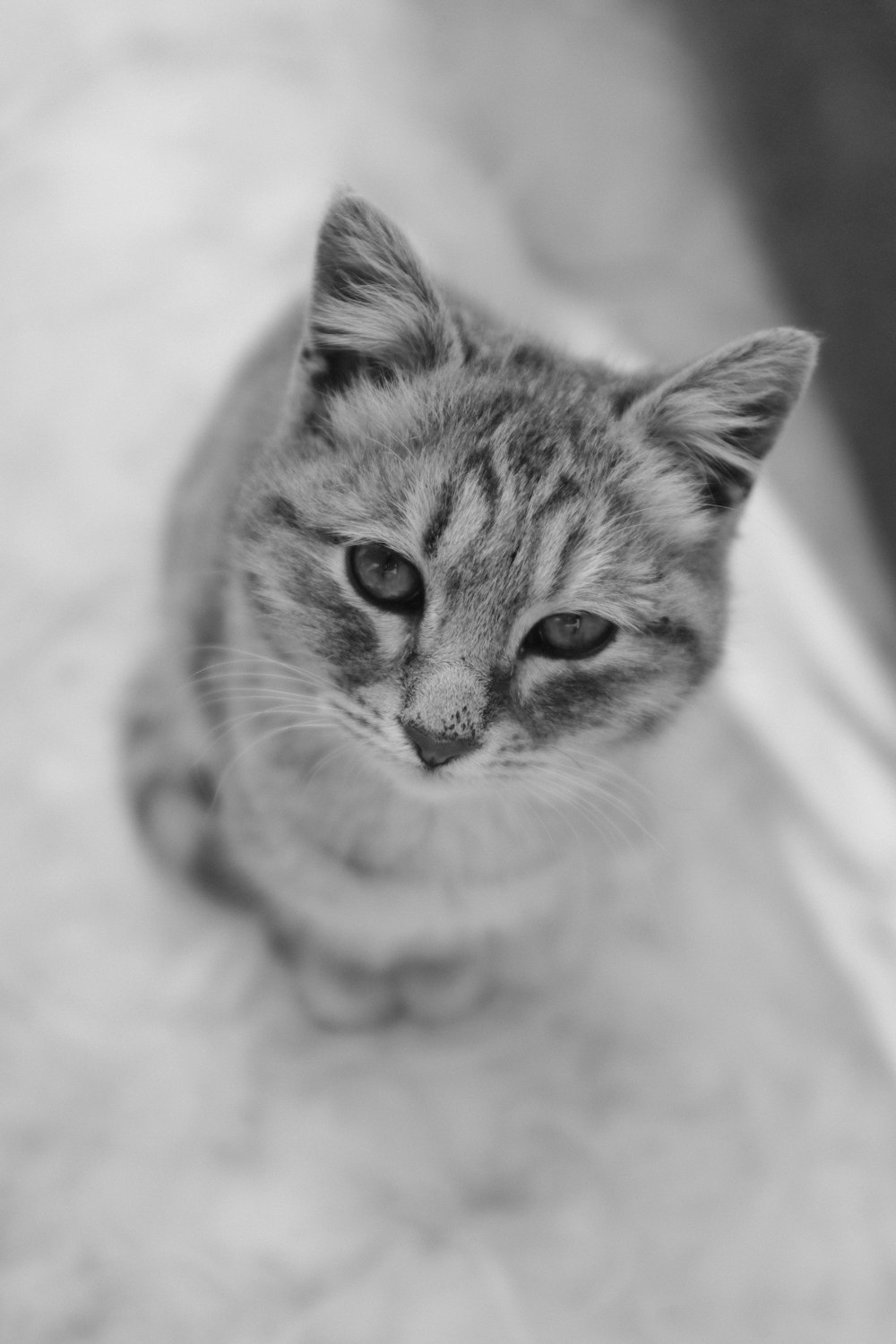 a black and white photo of a small cat