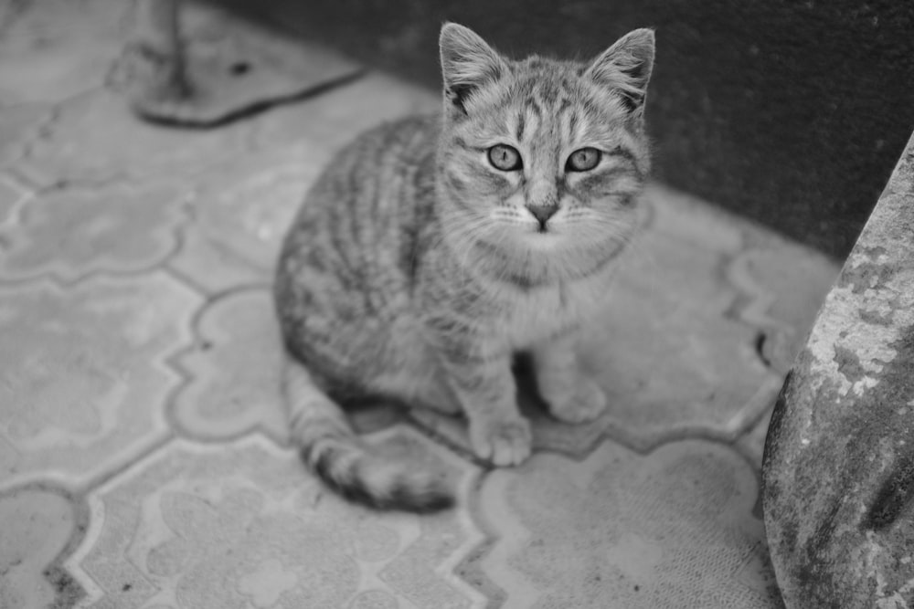 a black and white photo of a cat