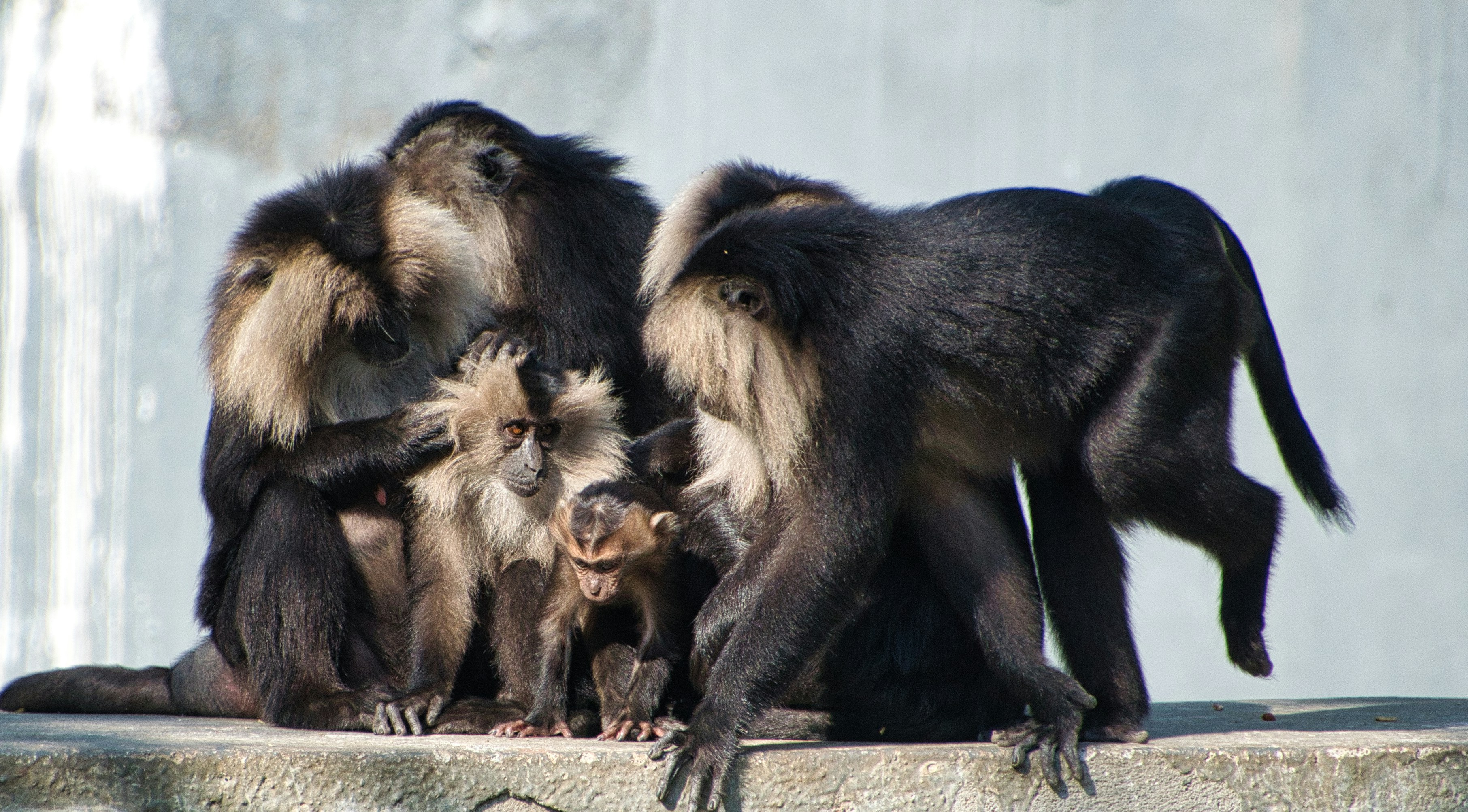 A group of monkeys gathers closely together on a flat surface. The primates have dark fur with lighter-colored facial hair, creating a striking contrast. One of the smaller monkeys appears to be in the center of attention, with the others surrounding it in a protective manner.