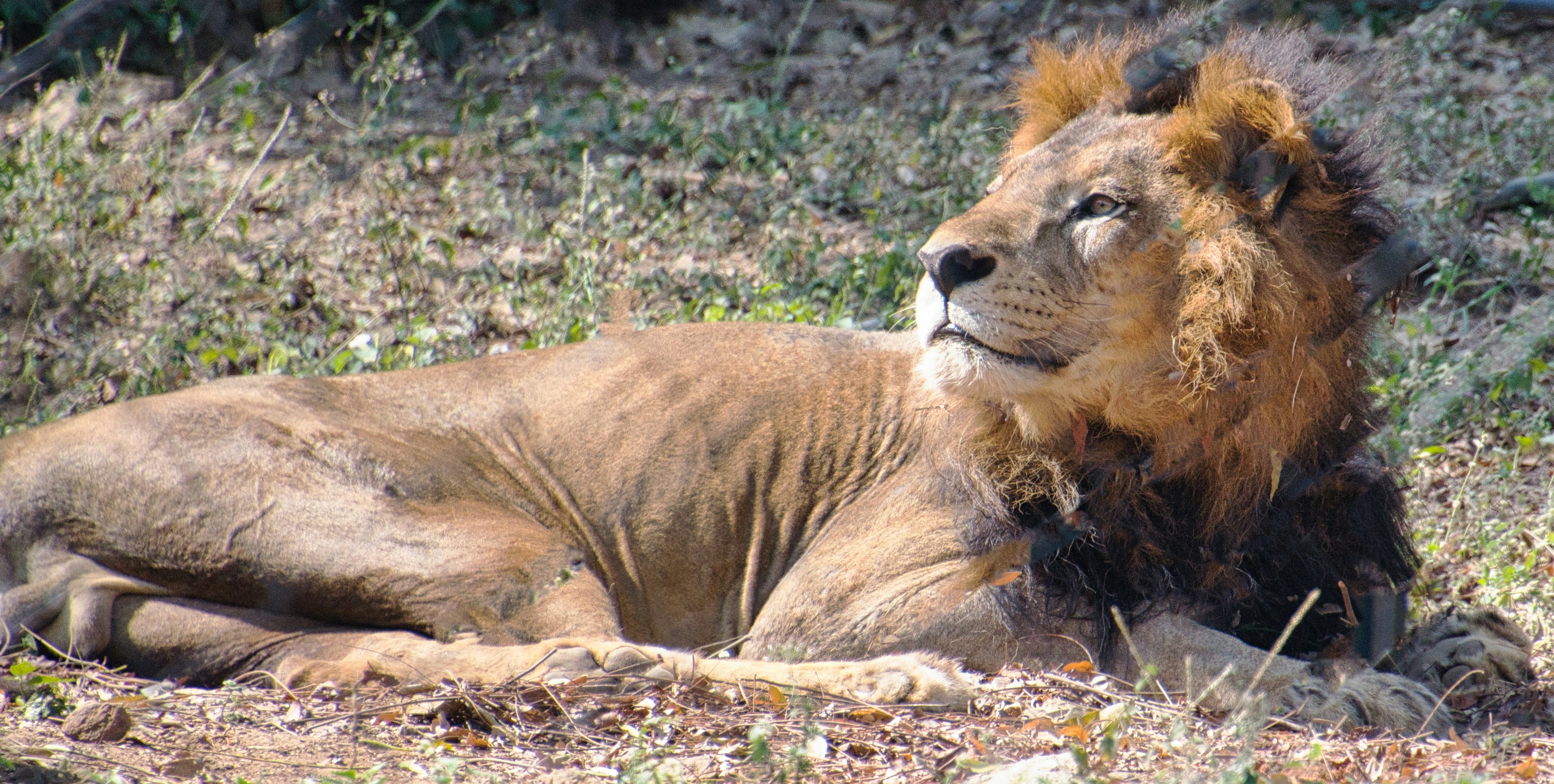 Extreme Heat Can Shrink a Lion’s Mane (image credits: unsplash)