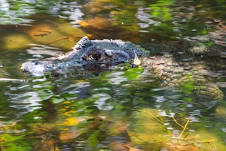 An alligator partially submerged in water with its textured skin and eyes visible above the surface. The water reflects green and brown hues from surrounding vegetation.