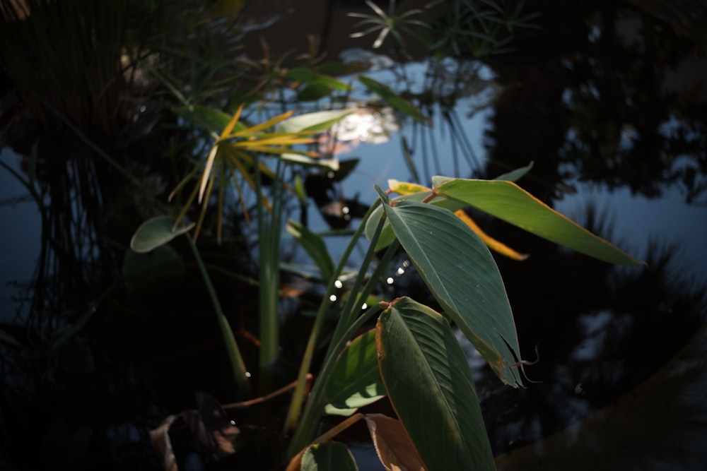 a close up of a plant with water in the background