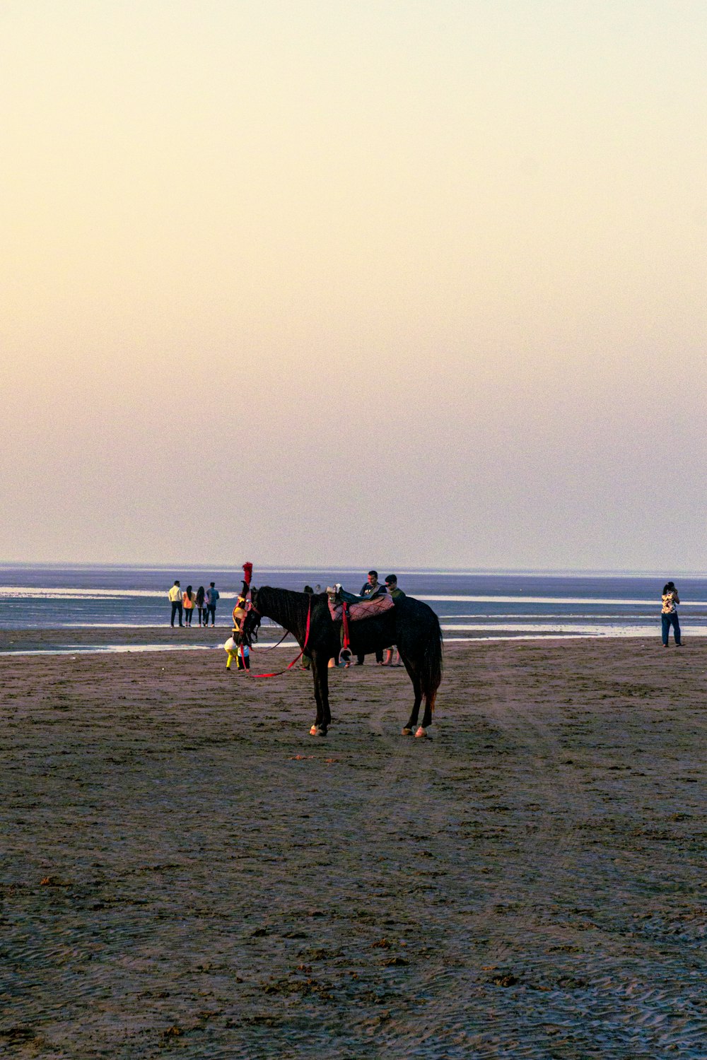 a horse standing on top of a sandy beach