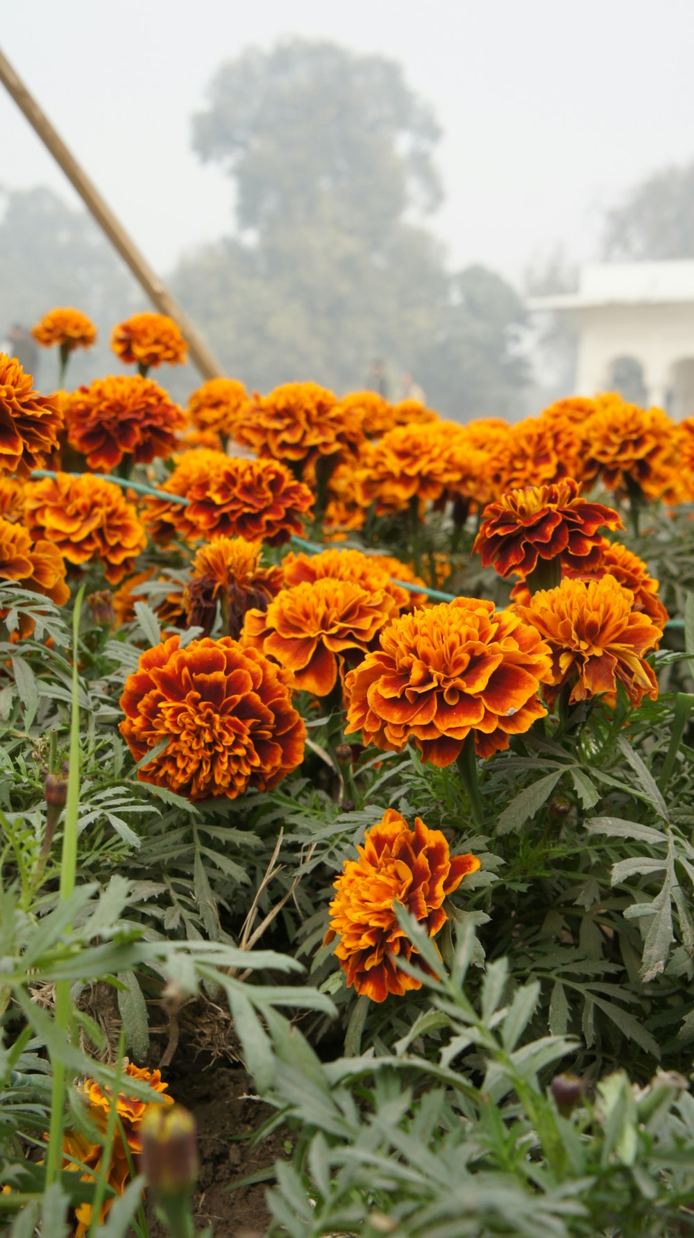 a field of orange flowers in the fog