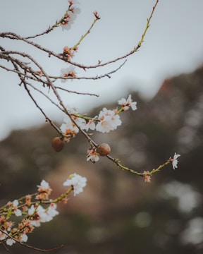 Delicate white blossoms with hints of pink adorn thin branches, contrasted by the muted background. The presence of almond fruit adds texture and interest.
