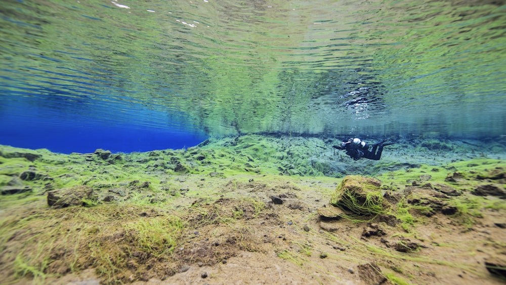 an underwater view of a sandy area with grass and rocks