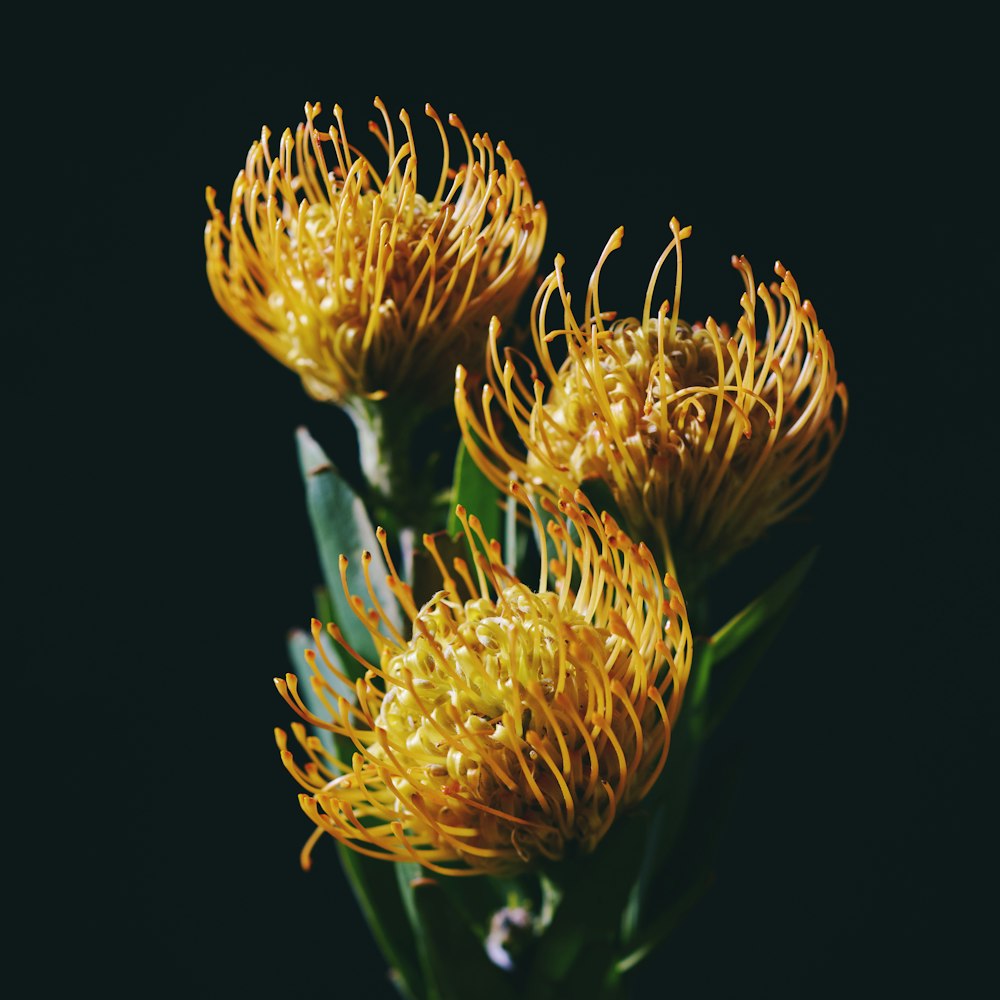 a close up of three yellow flowers on a black background