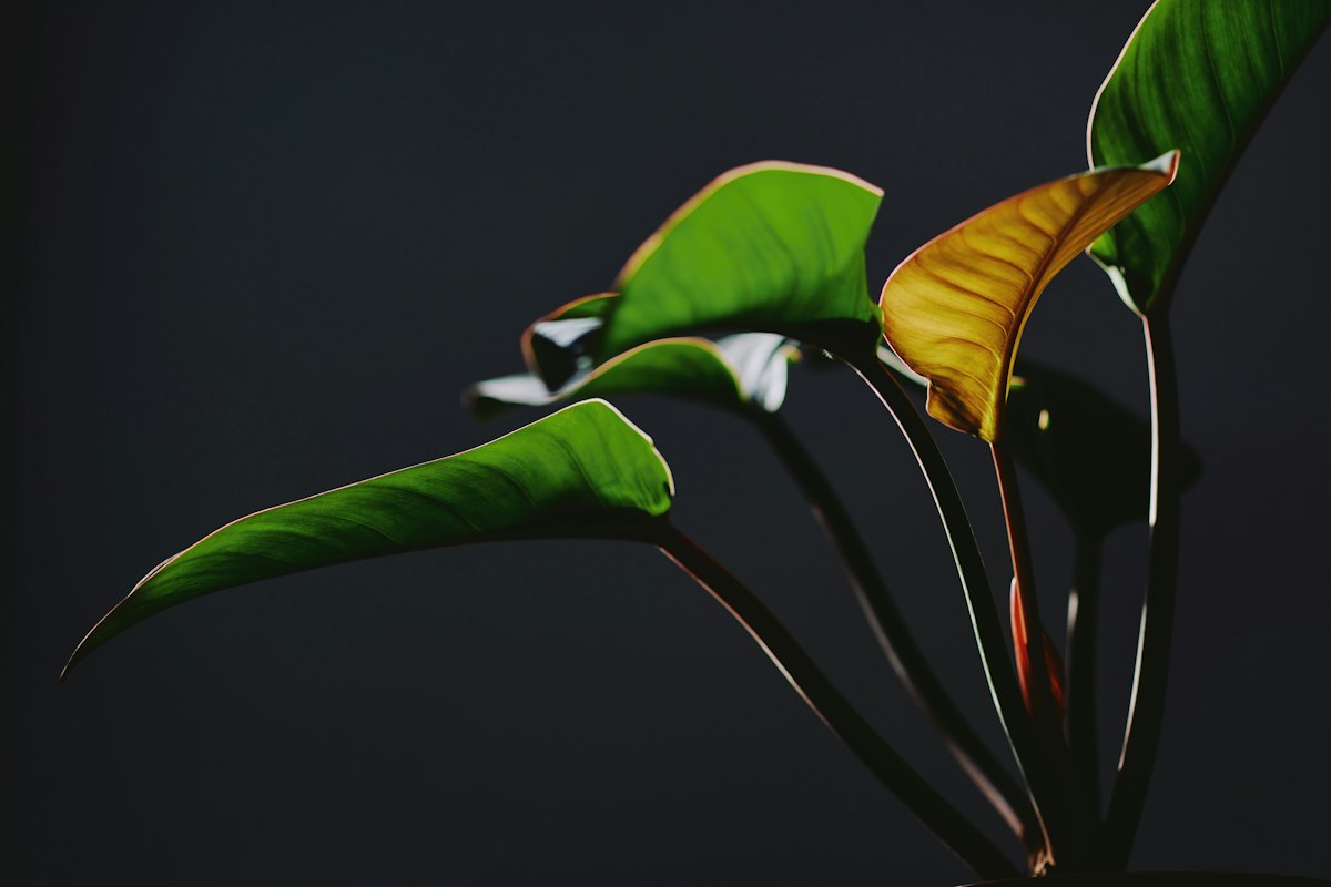 フィロデンドロン・ロンギロバタム ミント斑入り｜Philodendron longilobatum 図鑑