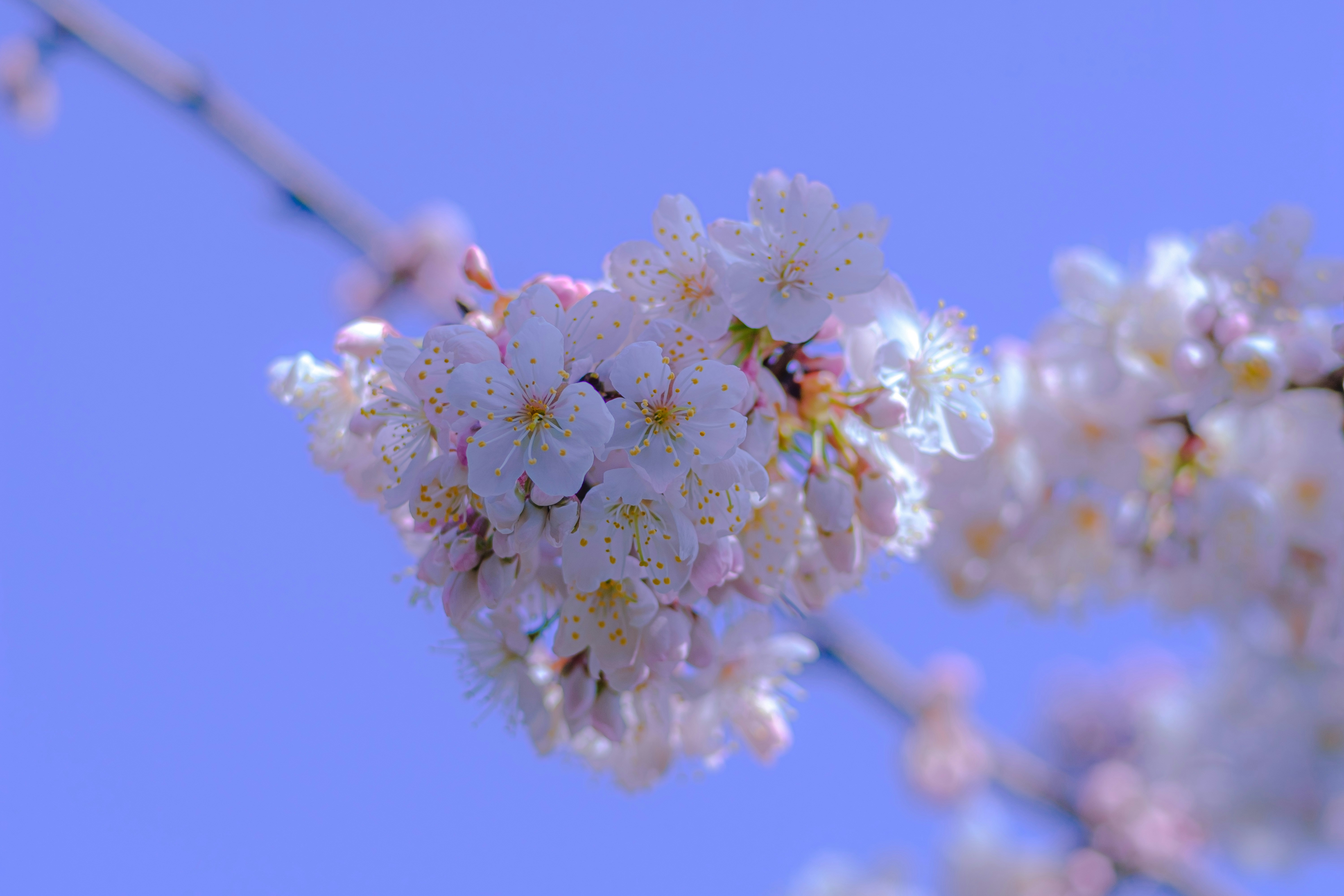 Photo by xiexianghua