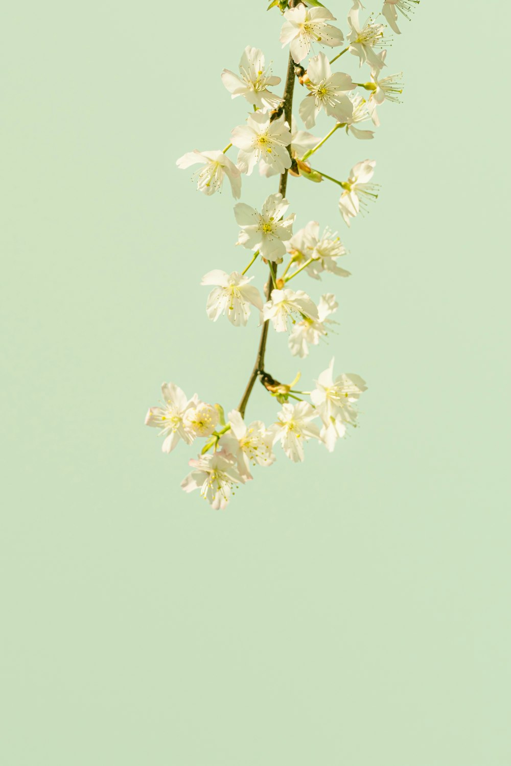 a branch of white flowers against a pale green background