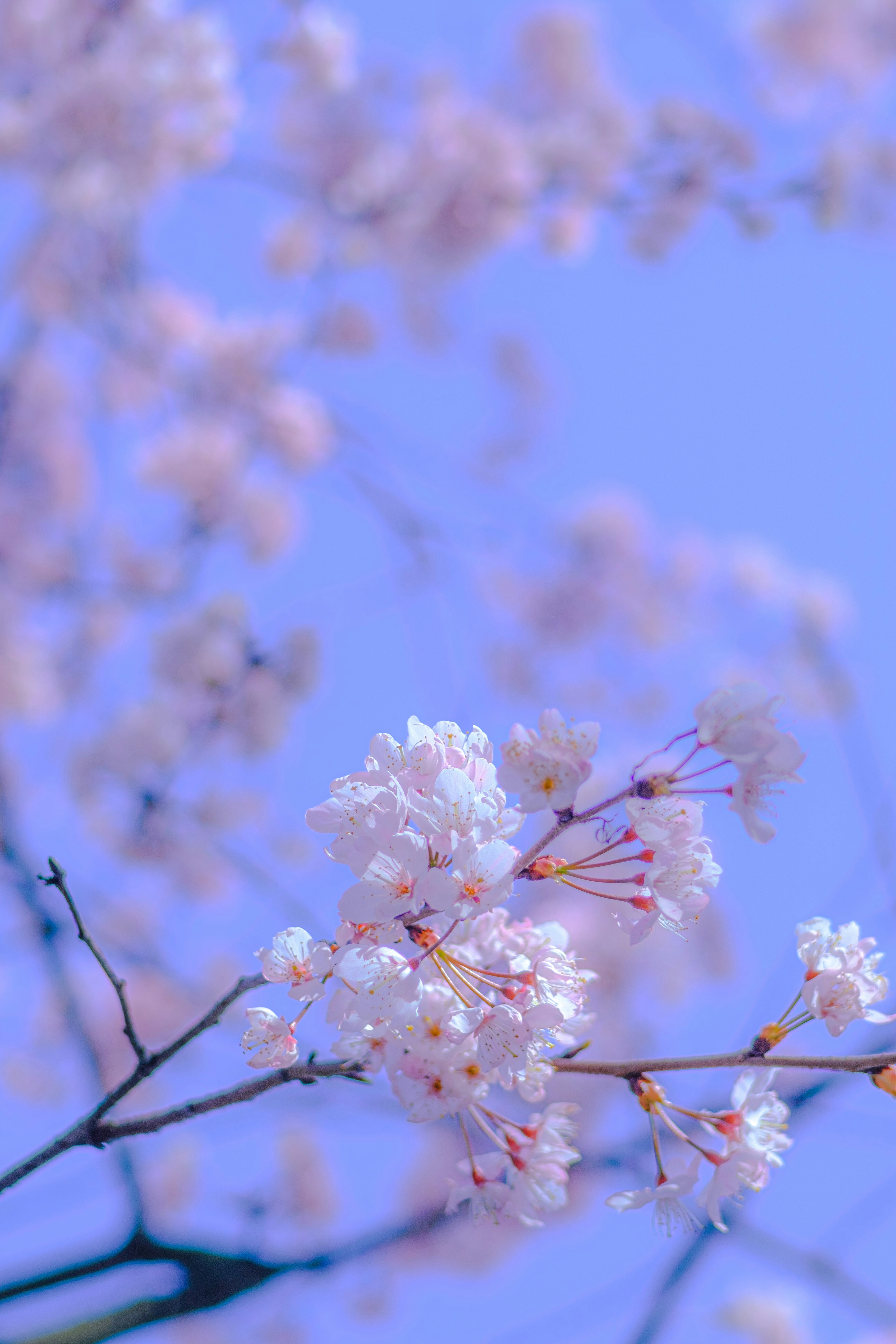 Photo by xiexianghua