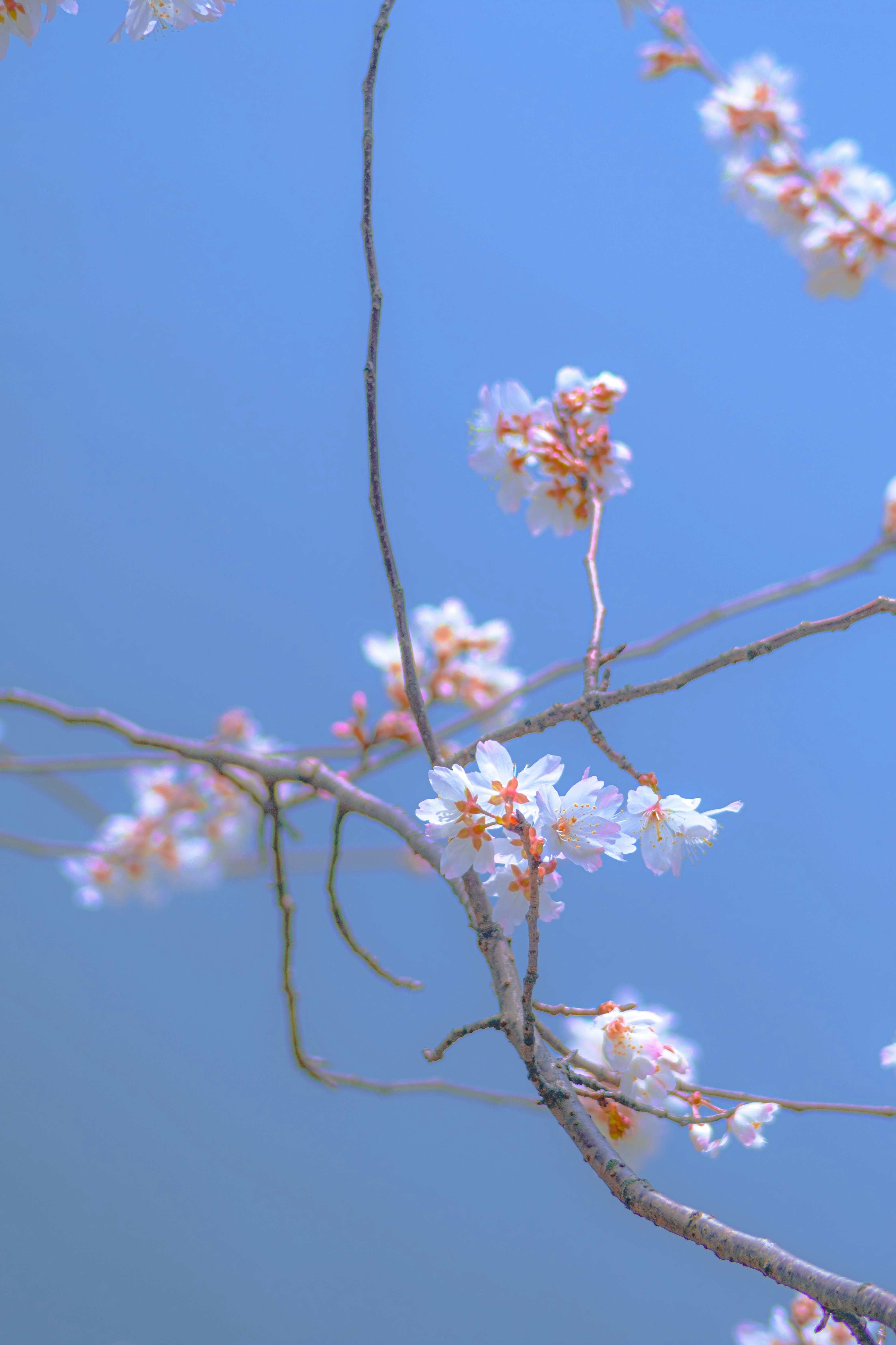 Photo by xiexianghua