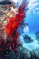 a person scubas in the water near a coral reef