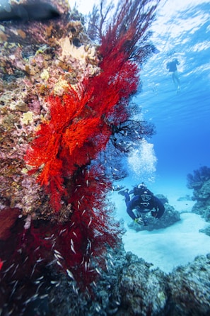 a person scubas in the water near a coral reef