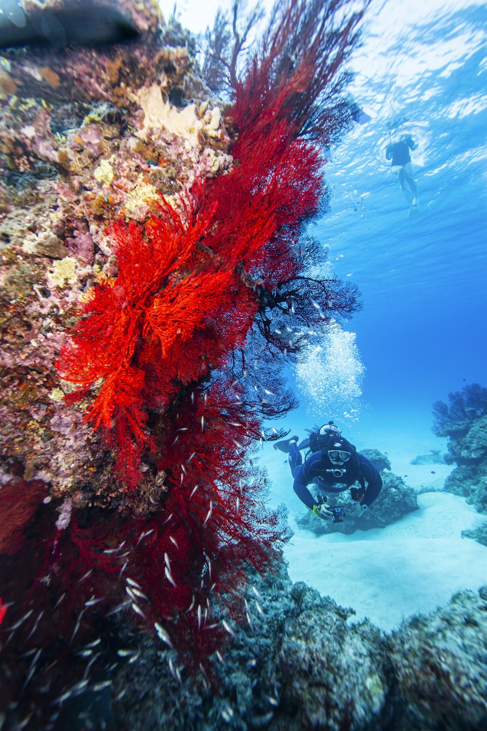 a person scubas in the water near a coral reef