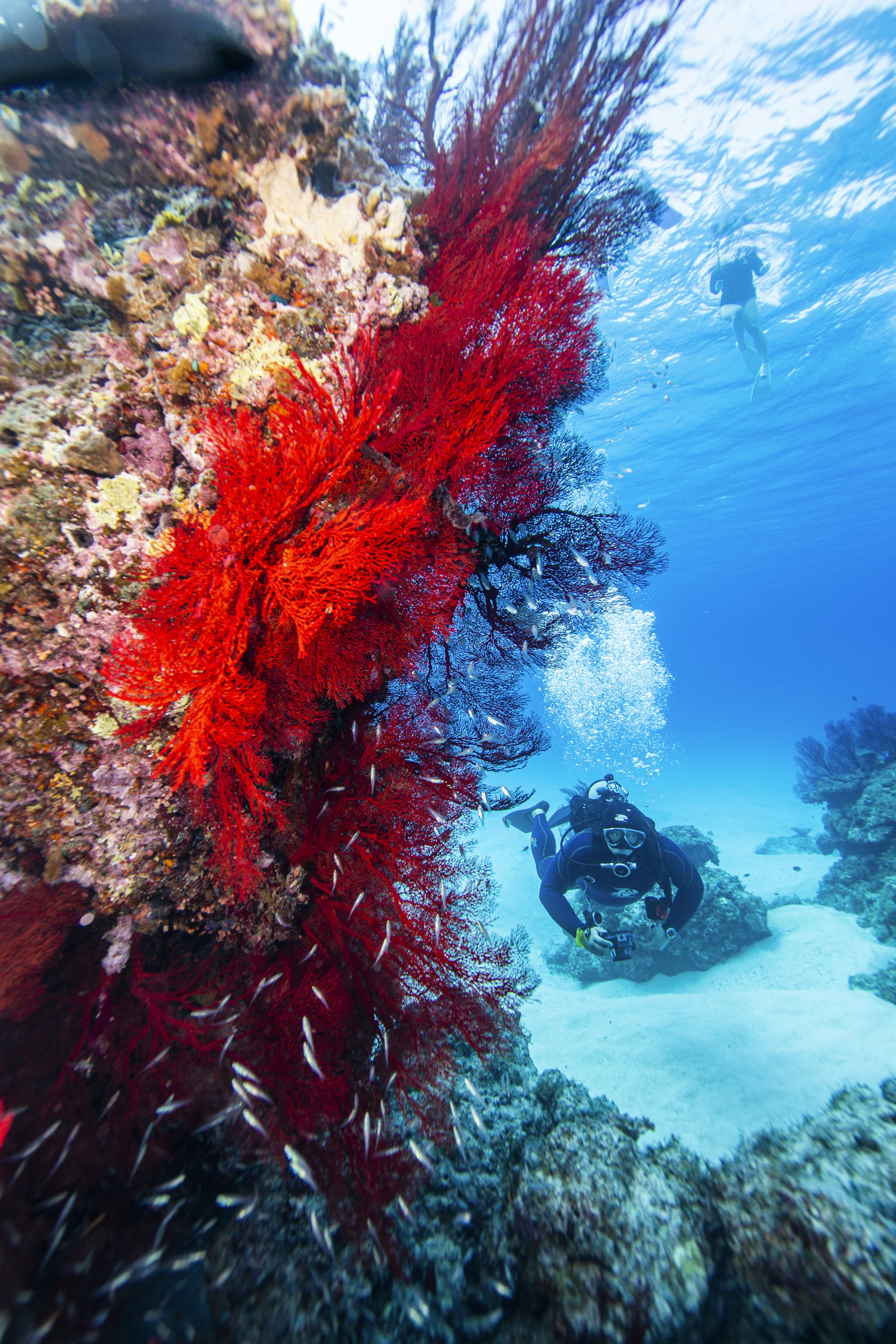 a person scubas in the water near a coral reef