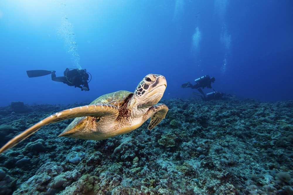a green turtle swimming over a coral reef