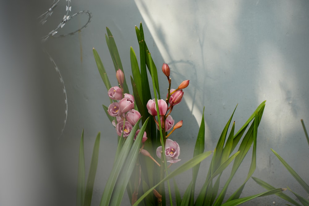 a bunch of pink flowers sitting next to a green plant