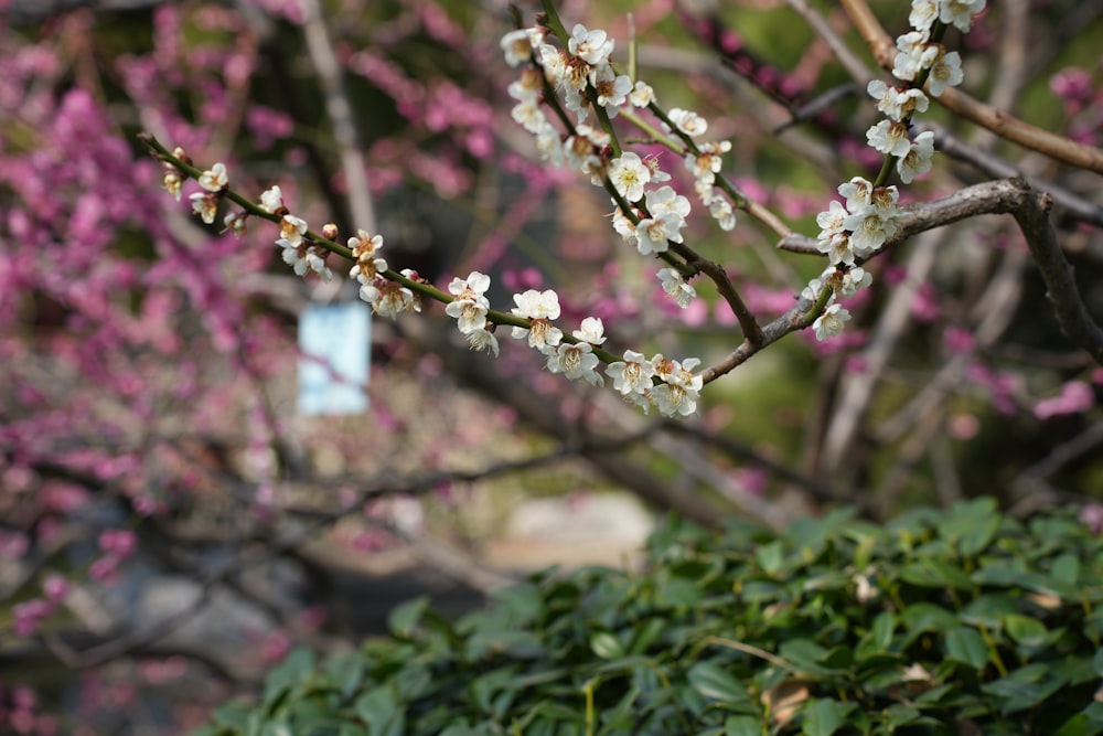 a tree with white flowers in a park