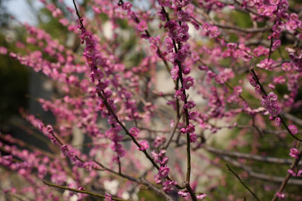 a close up of a tree with pink flowers