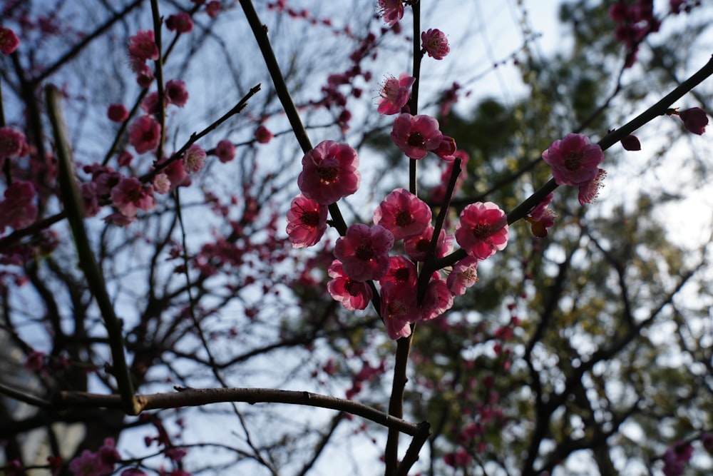 a branch of a tree with pink flowers