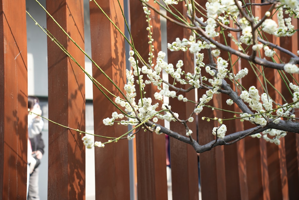 a tree with white flowers in front of a wooden fence