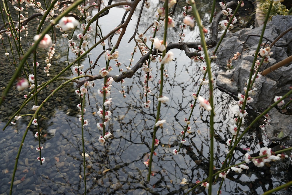 a tree with white flowers in front of a body of water