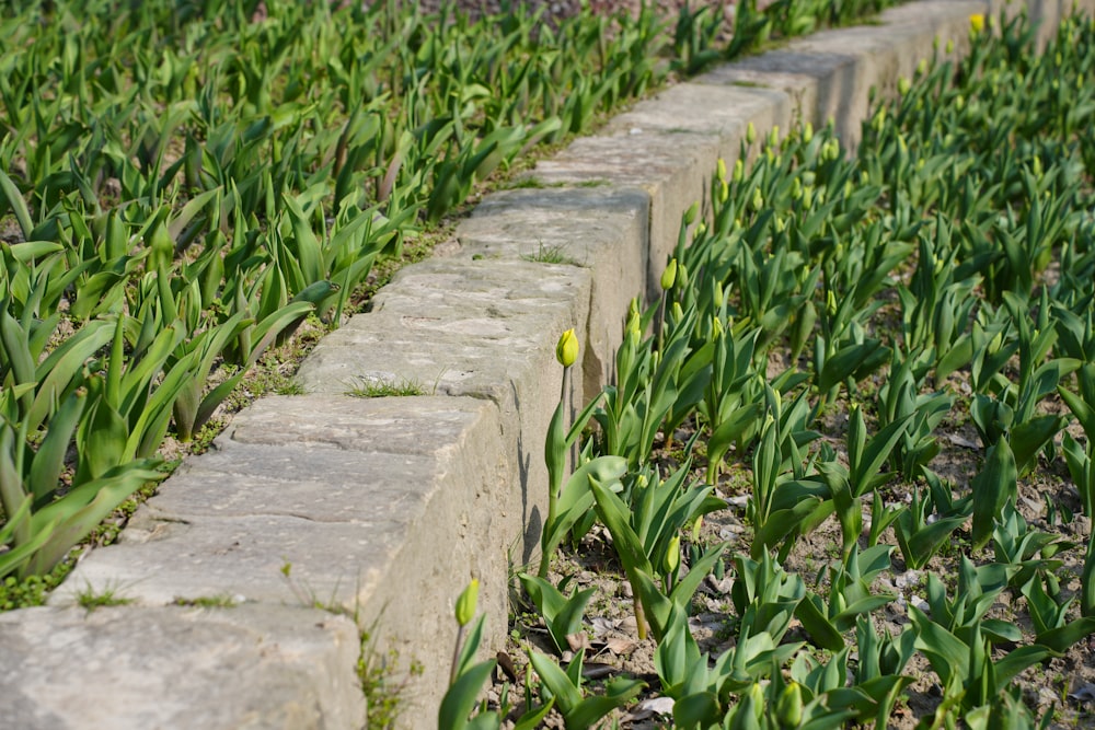 a brick wall in a field of green plants