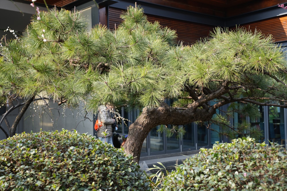 a large pine tree in front of a building