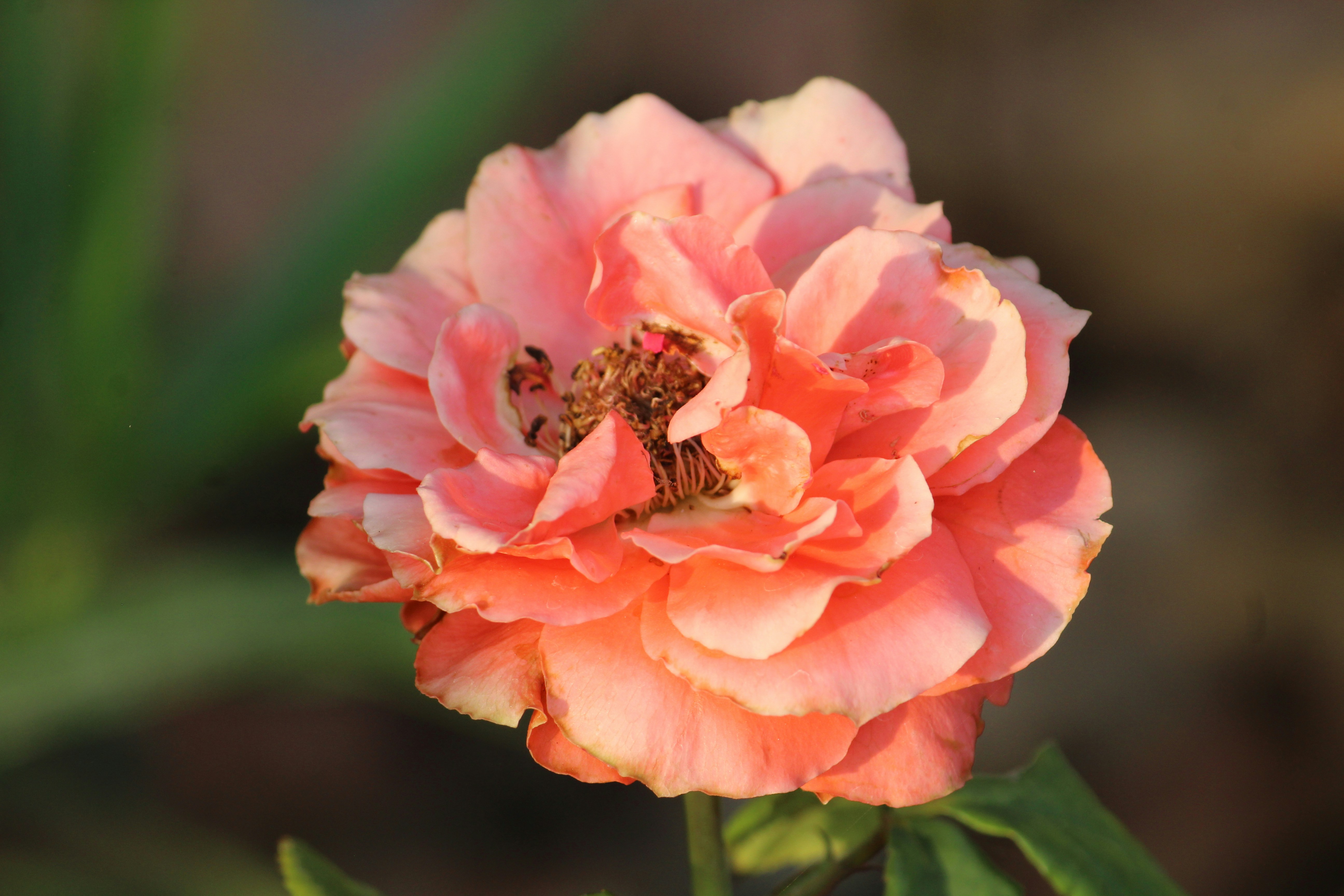 Photo by amit_padhiyar