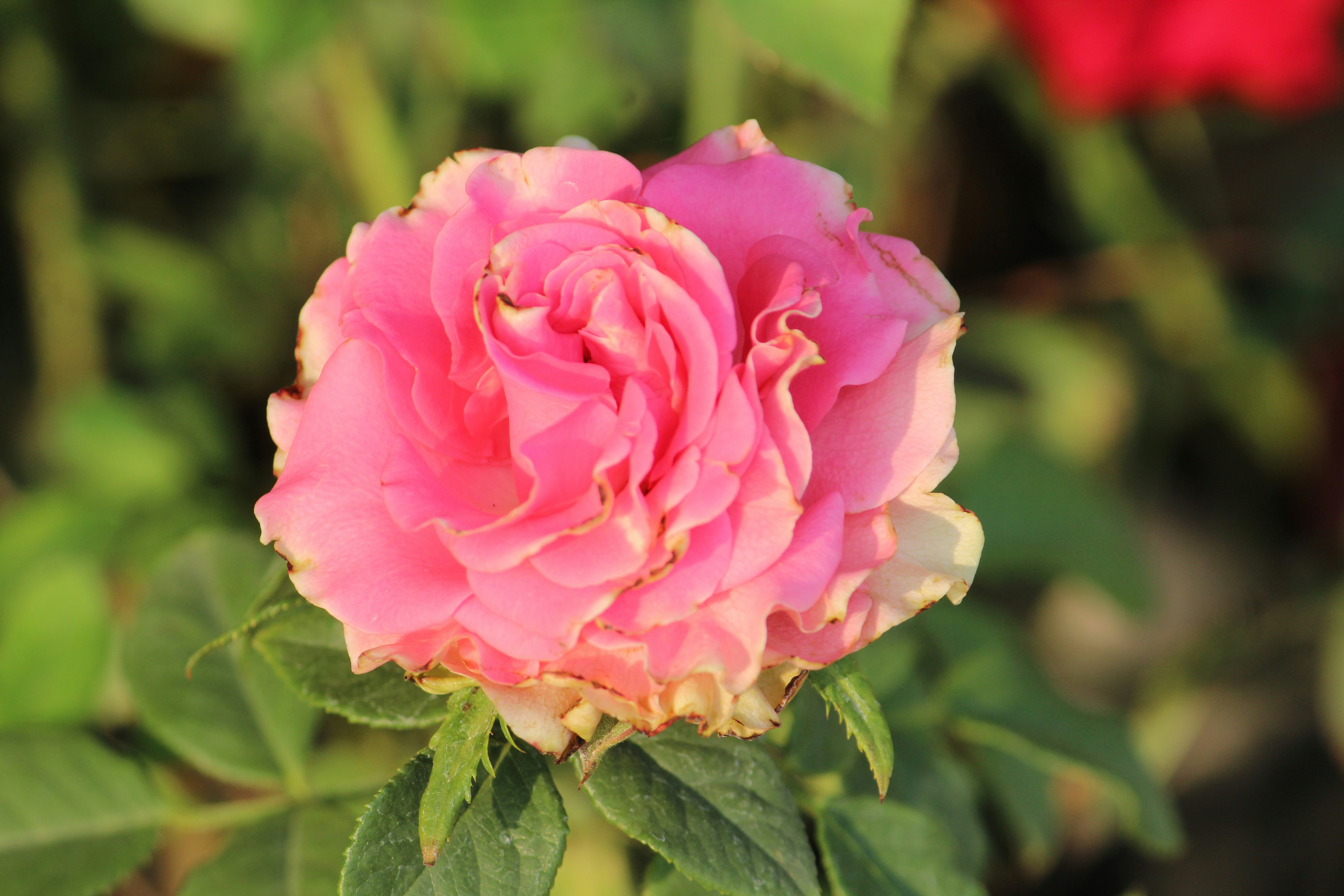 Photo by amit_padhiyar