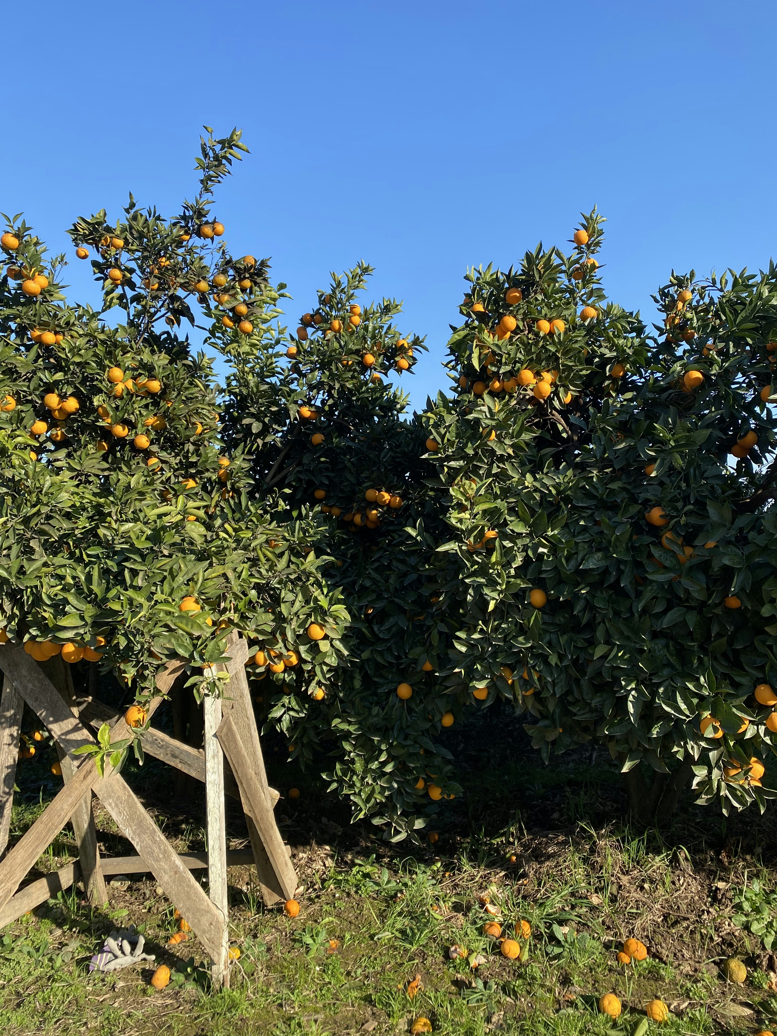 an orange tree with lots of oranges growing on it
