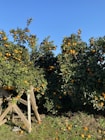 an orange tree with lots of oranges growing on it