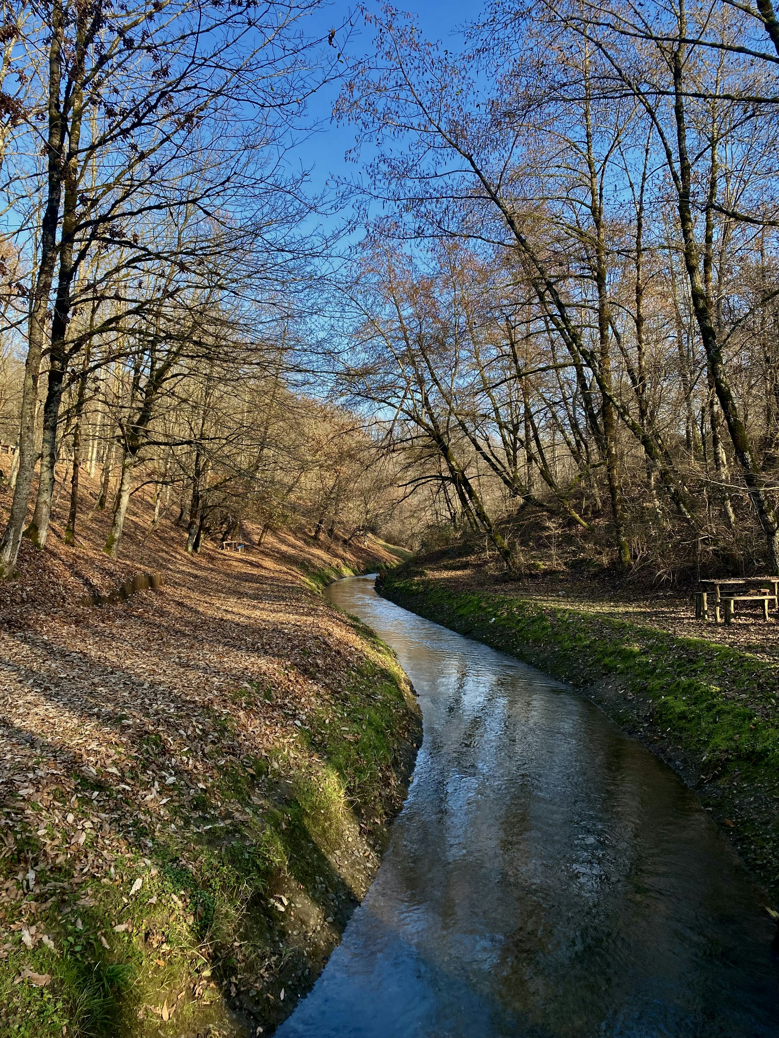 a small stream running through a forest filled with trees