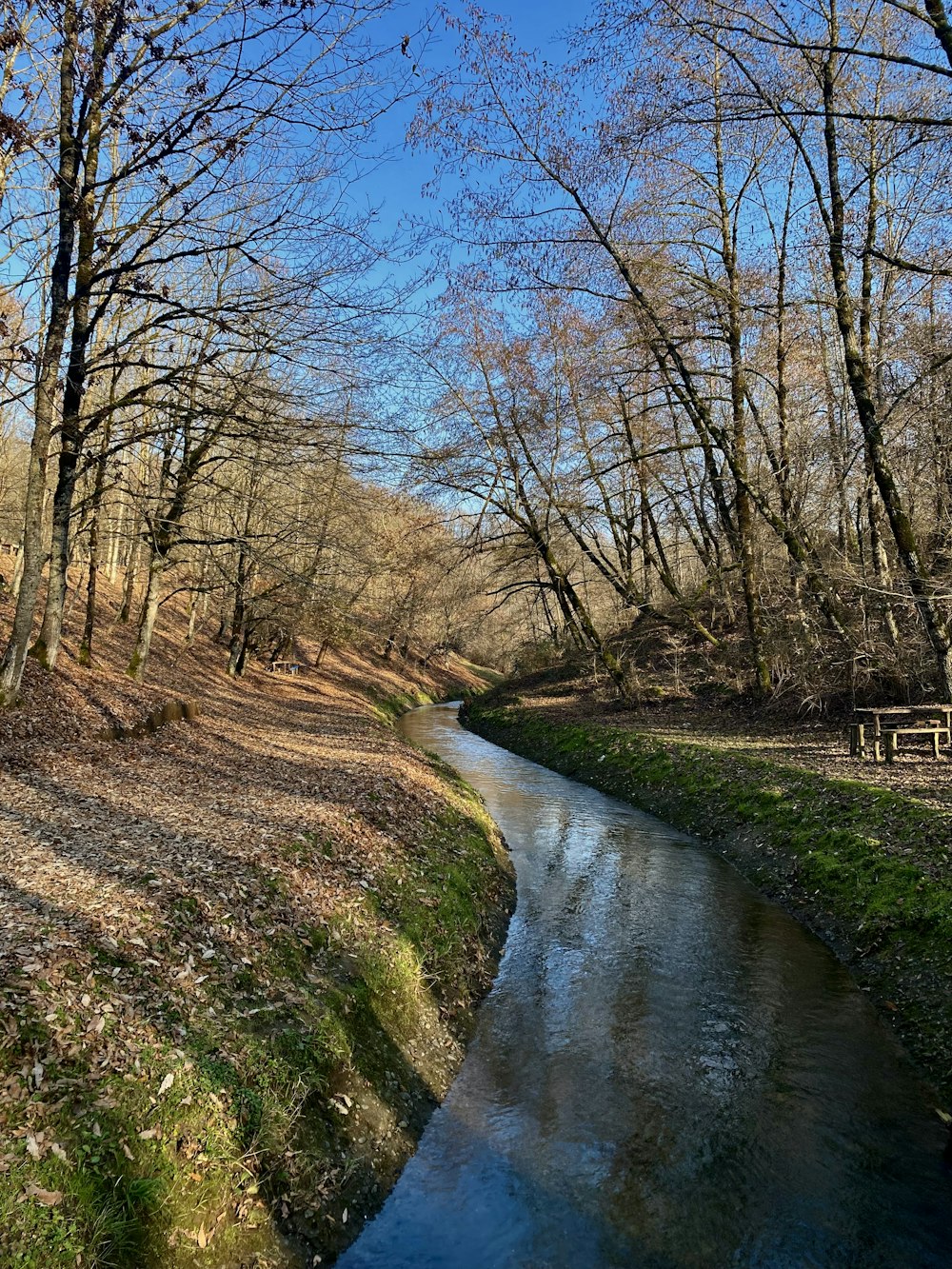 a small stream running through a forest filled with trees