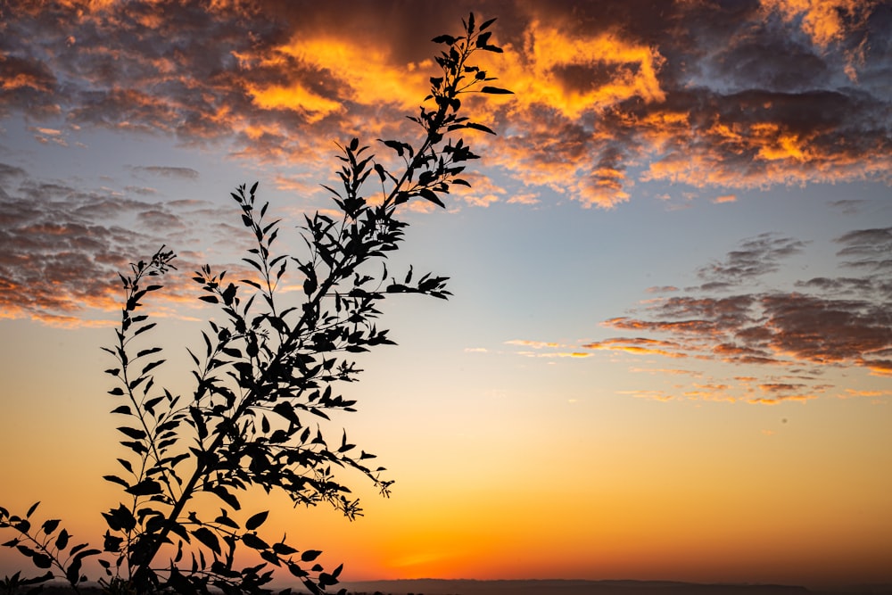 the sun is setting behind a tree branch