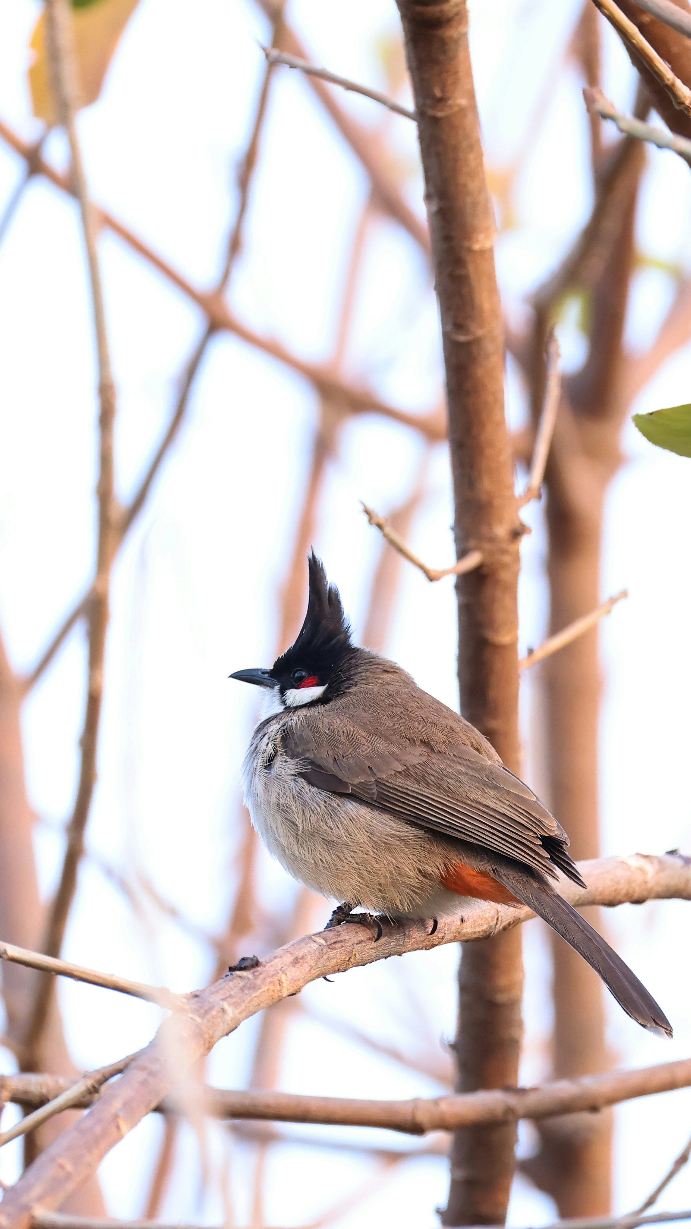 Photo by dickenslin76