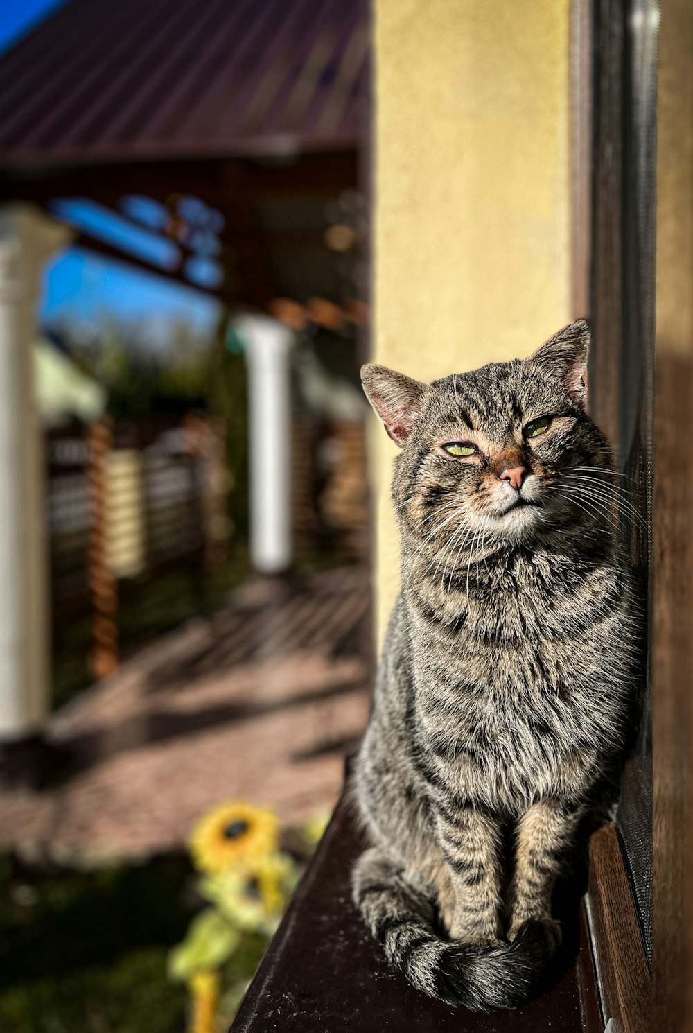 a cat is sitting on a window sill