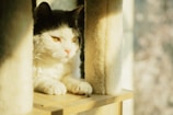 Close-up of a cat enjoying a sunlit wooden catio platform.