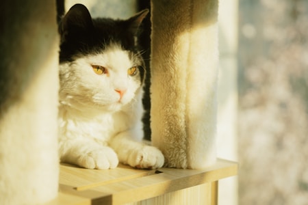 A black and white cat with golden eyes is sitting on a wooden platform, nestled between two vertical soft pillars. Sunlight is streaming in from the side, casting a warm glow on the cat and the surrounding area.