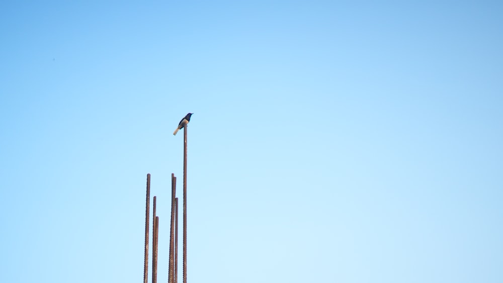 a bird sitting on top of a tall metal pole