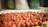 Close-up of vibrant dehydrated fruits spilling out of a brown paper bag on wooden table