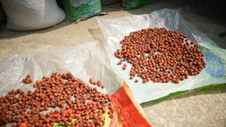 Clusters of small, reddish-brown seeds are spread out on plastic sheets placed on a concrete surface, likely for drying. In the background, there are large sacks, possibly containing similar materials.