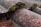 A close-up of a textured roof surface covered with patches of green moss and reddish-pink speckles. The surface appears rough, with visible grains and small details, highlighting the weathered and old nature of the material.