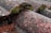 A close-up of a textured roof surface covered with patches of green moss and reddish-pink speckles. The surface appears rough, with visible grains and small details, highlighting the weathered and old nature of the material.