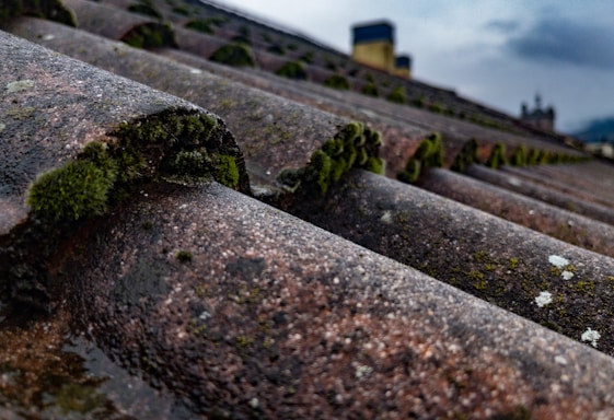 Close-up view of a weathered roof with moss growing on the curved edges of the tiles. The surface appears rough and slightly damp, with patches of green moss interspersed among the brown and gray hues of the roof.