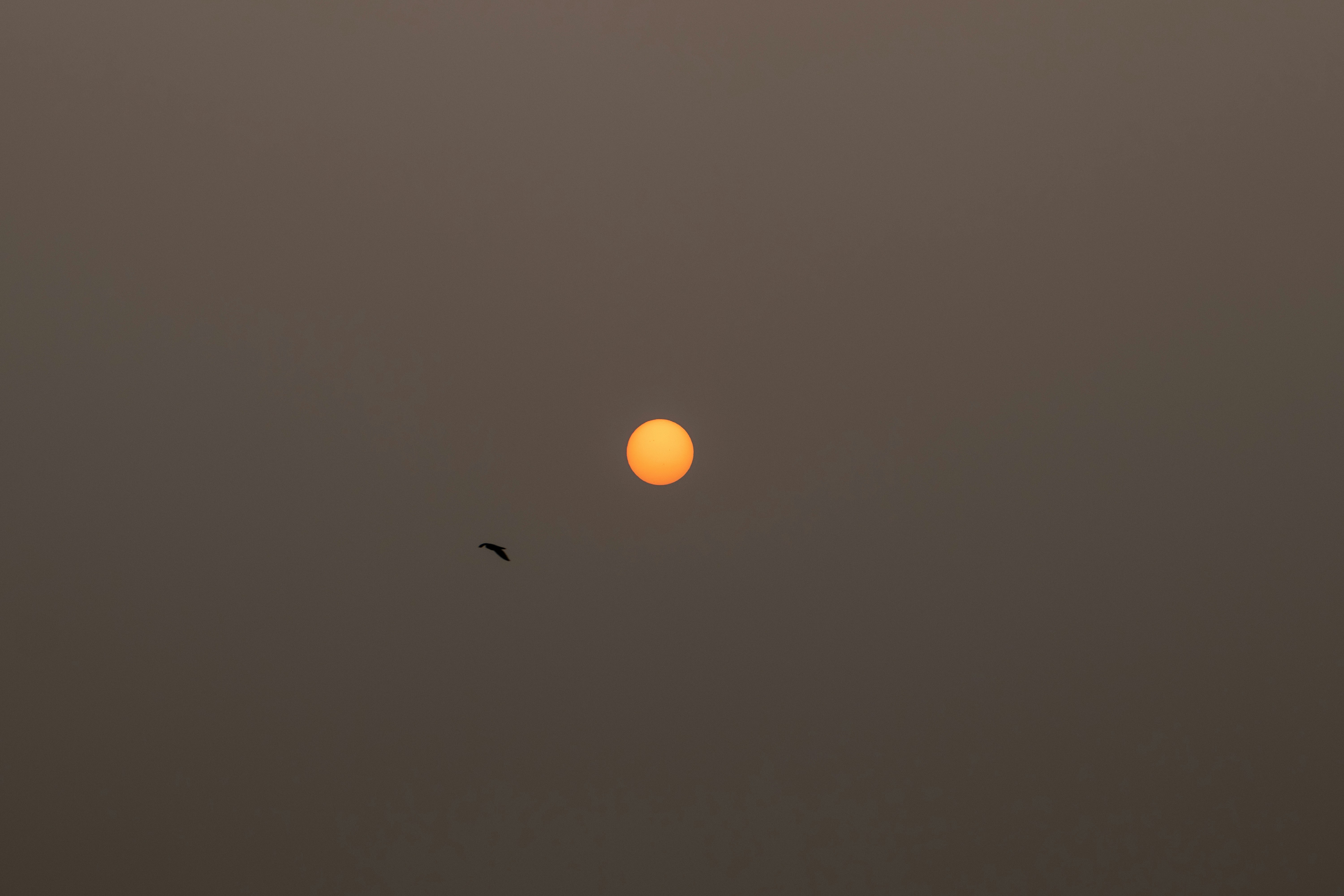 夕日の前を飛ぶ鳥